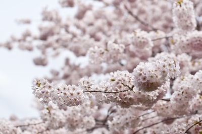 白树鲜花微距镜头
